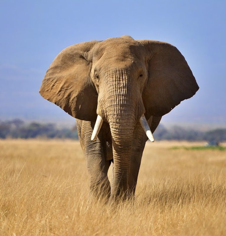 ELEPHANTS EYES AND HOLLOW TEMPLES SHOWING US ABUSE
